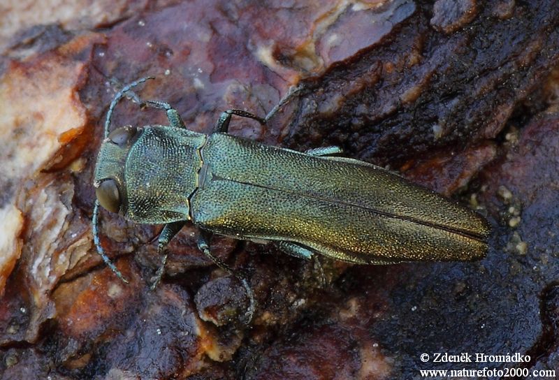 polník, Agrilus graminis, Agrilini, Buprestidae (Brouci, Coleoptera)
